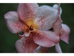 Orchidea Vanda kwiaty lateksowe Real - Touch