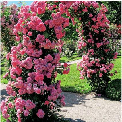 PergolaOgrodowaŁukowaTarasowaDoRóżKwiatów140x38x240CMOCYNKMateriałdominującymetal