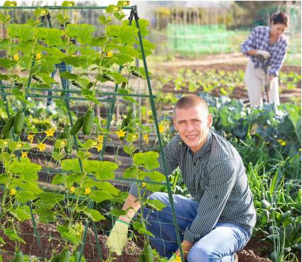 PODPÓRKADOROŚLINOGÓRKÓWPOMIDORÓWSTELAŻDOPNĄCYCHWARZYWXXL120X80Stanopakowaniaoryginalne