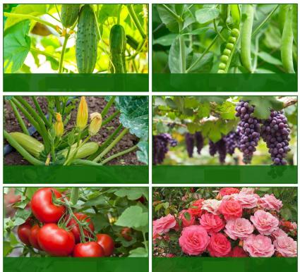 PODPÓRKADOROŚLINOGÓRKÓWPOMIDORÓWSTELAŻDOPNĄCYCHWARZYWXXL120X80Wysokośćproduktu120cm