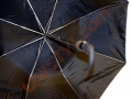PARASOL  US 2025